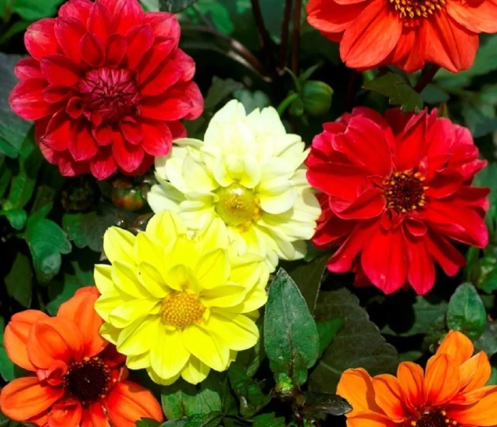 50 Seeds Dahlias Mary Bloodys Annual Beautiful Mixtures Of Double &amp; Semi Flowers - £13.39 GBP