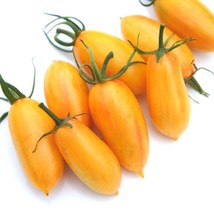 SEPTH Blush Tomato 12 Seeds Heirloom Tomato 12  Seed - $4.75