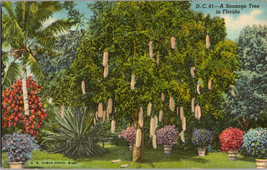 Sausage Tree Rviera Gardens Miami Florida Vintage Postcard (A11) - £4.34 GBP