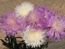 SMR Imperialis Mix Sweet Sultan Seeds Amberboa Moschata Fresh Garden - $13.53