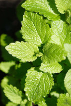 700 Organic Lemon Seeds Balm Herb Lemon Balm Seeds Seed Mint Melissa Garden - £6.24 GBP