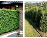 3 Live Plants Trees Thuja Arborvitae Green Giant Evergreen Privacy Scree... - £58.86 GBP