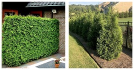 3 Live Plants Trees Thuja Arborvitae Green Giant Evergreen Privacy Scree... - £59.75 GBP
