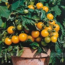 100 Seeds Uk Organic Bright Yellow Round Cherry Tomato Tasty Juicy Sweet Fruit B - £5.73 GBP