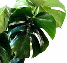 Live Plant Monstera Split Leaf Philodendron 2,5&quot; Pot Edible Fruit Like Pineapple - £44.22 GBP