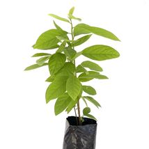 Avocado SEMIL34 Seedling (Persea Americana) Live Fruit Tree 12”-24” - £39.38 GBP