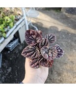 Peperomia Red Beauty | Red Peperomia | Radiator Plant | Peperomia | 2in pot - $17.84 CAD