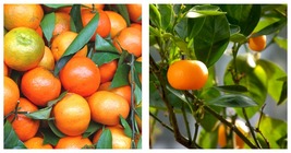40 Seeds Orange Mandarin Citrus Fruit Seeds tasty juicy sweet - $12.99