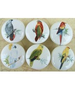 Cabinet Knobs W/ Parrot Macaw Cockatoo Tropical Birds #2 - €22,35 EUR