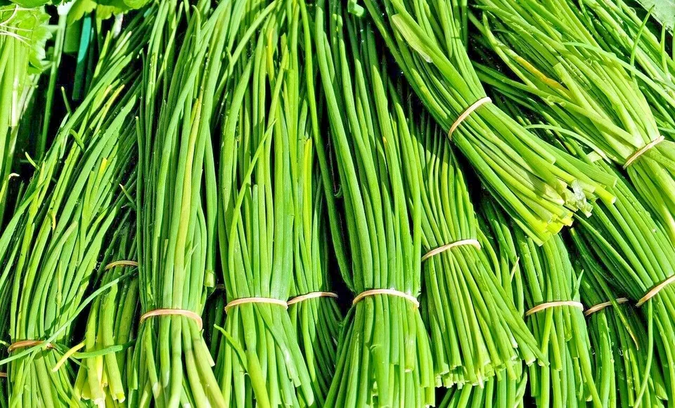  CHIVES 1000+SEEDS GREEN ONION SPRING - £7.09 GBP