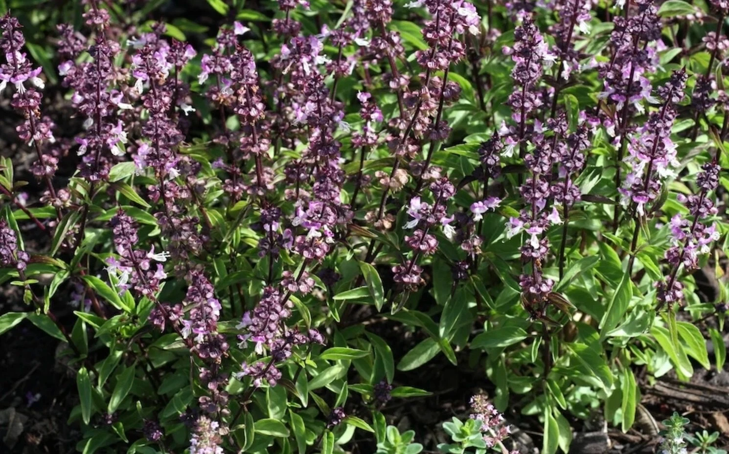 100 Count Cinnamon Basil Seeds NON-GMO / Heirloom - $6.99