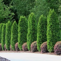 Fresh White Cedar {Thuja Occidentalis} 50 Seeds Free U.S. Shipping Gardening USA - £6.04 GBP