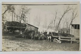 RPPC Livestock Cows Cattle Near Elk Valley Church Roy Peal Elva Postcard L10 - £11.16 GBP