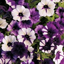 Petunia 50 Pelleted Shock Wave Purple Tie Dye Flowers Garden Flowers Pet... - $31.94