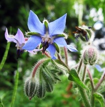 200 Seeds Organic Herb Borage Seeds Blue Borago - $4.08