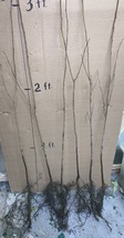 36-48 inches American Persimmon seedling Diospyros Virginiana 2-3 yo plant - £26.67 GBP
