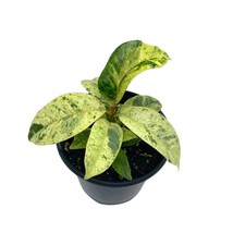 Ficus Moonshine Shivereana, 4 inch, Variegated Rubberplant, Splash Rubber Plant - £18.17 GBP