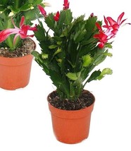 Red Christmas Thanksgiving Cactus 4&quot; Pot Live Plant - £19.97 GBP
