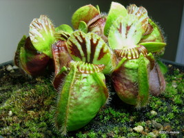 New Potted blue Cephalotus follicularis, 100 Seeds - $12.19