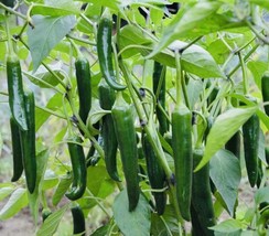 THJAR 100+ Fresh Harvest Hot Serrano Pepper Seeds NonGMO Heirloom Variety - $5.99