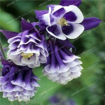 Aquilegia Columbine Seedsm Dark Purple And White Flowers Garden Beautiful USA SE - £8.63 GBP