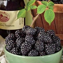 Jewell Black Raspberry Plant - Very Sweet - 2.5&quot; Pot - £15.98 GBP