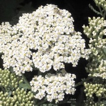 1000 White Yarrow Achillea Millefolium Flower Seeds New Fresh Seeds USA - £11.98 GBP