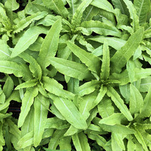 Sword Choy / Aa Choy Seeds Taiwanese Narrow Leaf Lettuce Tajam Celtuce  - £4.66 GBP