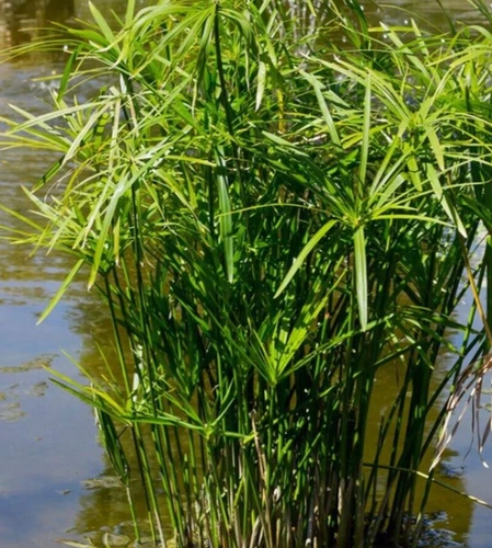 THJAR Cyperus Umbrella Palm 25+ seeds - €3,75 EUR