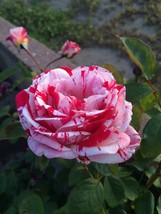 626adcd0871de 563262b thumb200