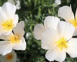 California Poppy Seeds Ivory Castle 200 Seeds - $6.00