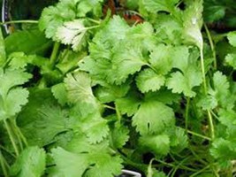 Cilantro Seed, Slow Bolt, Heirloom, Organic 100 Seeds, Non Gmo, Great HERB/SPICE - £3.15 GBP