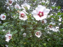 SHIPPED FROM US 100 White &amp; Hot Pink Rose of Sharon Hibiscus Flower Seeds, SB01 - £15.68 GBP
