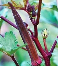 HGBO Okra Seed Red Burgandy Heirloom Non Gmo 25 Seeds  Garden Okra Seed From US - £6.90 GBP