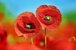 2001 Red Corn Field Poppy Flower Seeds Easy Native Wildflower Garden Container  - £9.60 GBP