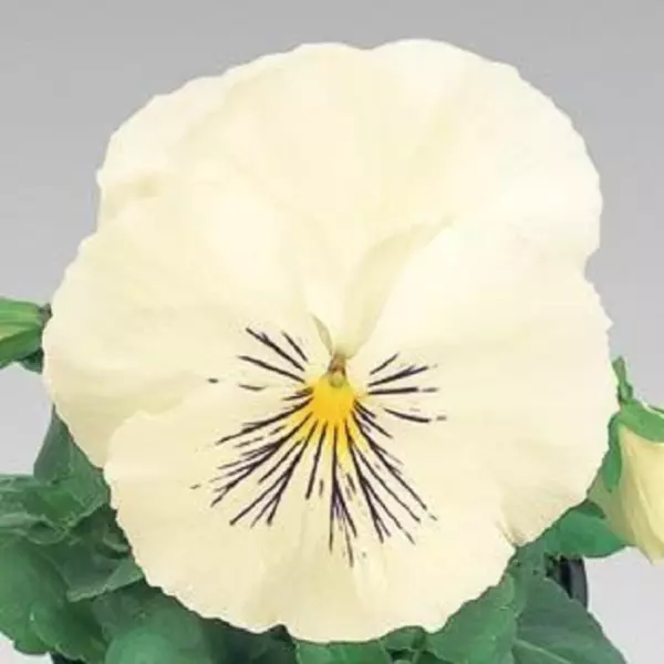 Pansy Seeds Pansy Cats Plus White 25 Seeds Viola Seeds Cats Plus Seeds Garden - £9.43 GBP