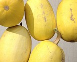 Spaghetti Winter Squash Vegetable Seeds Fresh Gardening - $16.72