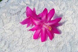 Christmas Cactus Starter Plant Crown Jewels Schlumbergera Truncata Fresh Gardeni - $34.19