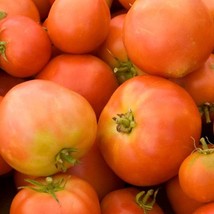 Long Keeper Tomato Seeds Organic US Fast Shipping - $37.22 MXN