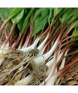 Ramp, Wild Leek Seeds, (Allium Tricoccum) Perennial (25 Seeds) Country C... - $1.59