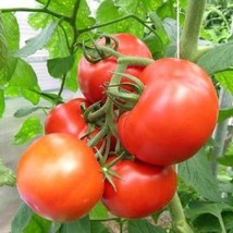 500 Seeds Tomato Rutgers Seeds Large Tomato Heirloom Organic NON GMO - £18.81 GBP