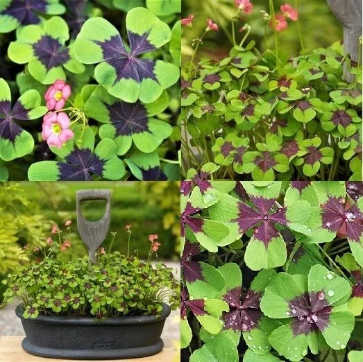 10 bulbs Purple &amp; Green Shamrock Bulbs Oxalis Iron Cross Indoor Outdoor Good Luc - £13.85 GBP