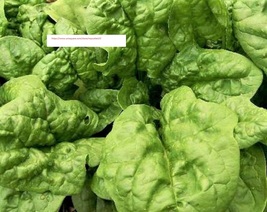 Bloomsdale Spinach Seeds - NON-GMO - Vegetable Seeds - BOGO - £0.77 GBP