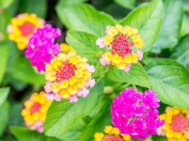 10 seeds Mixed Colorful Lantana Camara Perennial Plants - $9.98