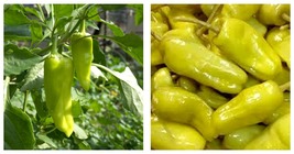 Pepperoncini Pepper (Hard to Find) Seeds 90 Seeds INTERNATIONAL SHIP - £21.88 GBP