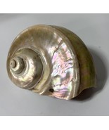Vtg Large Turbo Marmoratus Mother of Pearl Seashell Hanging Decor Beach ... - $69.59