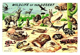 Vintage Postcard Wildlife Desert Animals Phoenix AZ Tourist Souvenir Art... - £8.79 GBP