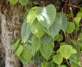 Ficus Religiosa Bo Tree Fresh Seeds - £14.91 GBP