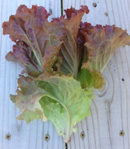 Ruby Red Loose leaf Lettuce 500 - 5,000 SEEDS Heirloom crispy Beautiful ... - £1.31 GBP+