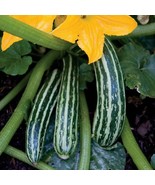 Cocozelle Summer Squash 20 Seeds Zucchini Fast Growing plant 45 day harv... - $41.89 MXN